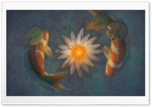 Koi Fish Ultra HD Wallpaper for 4K UHD Widescreen desktop, tablet & smartphone
