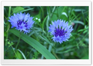 Korean Wildflowers Ultra HD Wallpaper for 4K UHD Widescreen desktop, tablet & smartphone