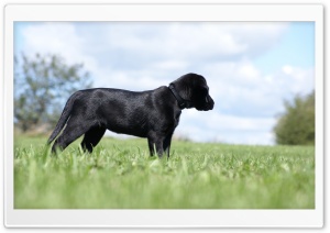 Labrador Retriever Puppy Ultra HD Wallpaper for 4K UHD Widescreen desktop, tablet & smartphone
