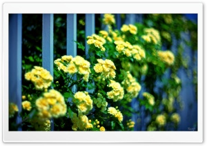 Lady Banks Roses Ultra HD Wallpaper for 4K UHD Widescreen desktop, tablet & smartphone