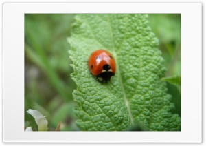 Lady-bug on Leaf Ultra HD Wallpaper for 4K UHD Widescreen desktop, tablet & smartphone