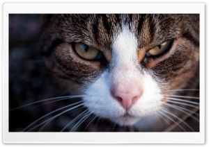 Lady Cat Ultra HD Wallpaper for 4K UHD Widescreen desktop, tablet & smartphone