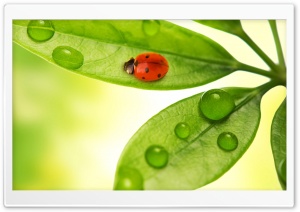 Ladybird Ultra HD Wallpaper for 4K UHD Widescreen desktop, tablet & smartphone
