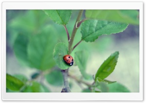 Ladybug Ultra HD Wallpaper for 4K UHD Widescreen desktop, tablet & smartphone