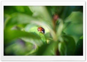 LadyBug Ultra HD Wallpaper for 4K UHD Widescreen desktop, tablet & smartphone