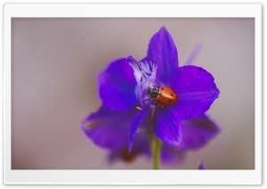 Ladybug Ultra HD Wallpaper for 4K UHD Widescreen desktop, tablet & smartphone