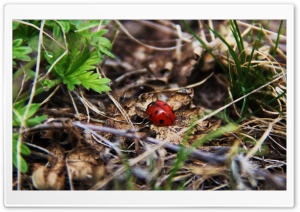 Ladybug Autumn Ultra HD Wallpaper for 4K UHD Widescreen desktop, tablet & smartphone