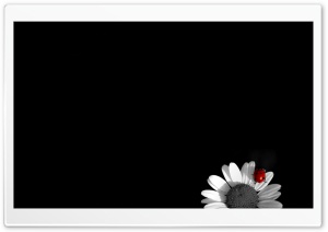 Ladybug On White Flower Ultra HD Wallpaper for 4K UHD Widescreen desktop, tablet & smartphone