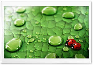 Ladybugs Ultra HD Wallpaper for 4K UHD Widescreen desktop, tablet & smartphone