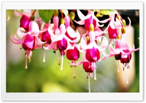 Ladys Eardrops Ultra HD Wallpaper for 4K UHD Widescreen desktop, tablet & smartphone
