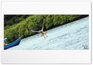 Langkawi Eagle feeding Ultra HD Wallpaper for 4K UHD Widescreen desktop, tablet & smartphone