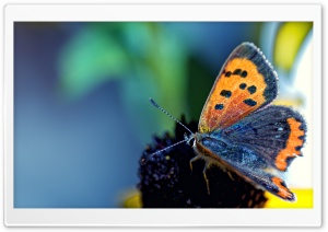 Last Days Of Summer Ultra HD Wallpaper for 4K UHD Widescreen desktop, tablet & smartphone