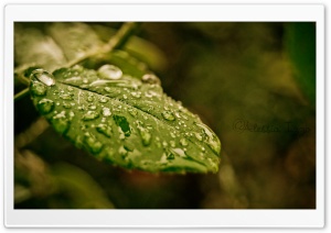 Last Drops Ultra HD Wallpaper for 4K UHD Widescreen desktop, tablet & smartphone