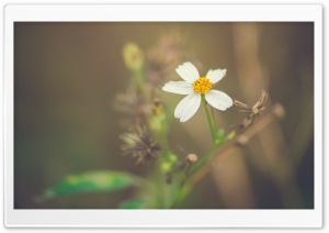 Last Flower Ultra HD Wallpaper for 4K UHD Widescreen desktop, tablet & smartphone
