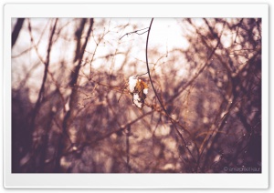 Last Leaf On The Tree Ultra HD Wallpaper for 4K UHD Widescreen desktop, tablet & smartphone
