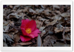 Last Summer Flower Ultra HD Wallpaper for 4K UHD Widescreen desktop, tablet & smartphone