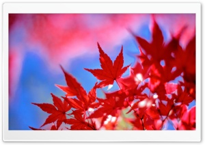 Late Autumn Colors Ultra HD Wallpaper for 4K UHD Widescreen desktop, tablet & smartphone