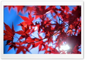 Late Autumn Sunshine Ultra HD Wallpaper for 4K UHD Widescreen desktop, tablet & smartphone