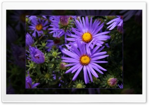 Lavender Beauties Ultra HD Wallpaper for 4K UHD Widescreen desktop, tablet & smartphone