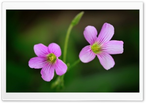 Lavender Sorrel Flowers Macro Ultra HD Wallpaper for 4K UHD Widescreen desktop, tablet & smartphone