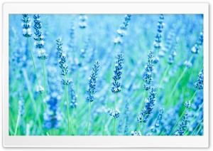 Lavenders Ultra HD Wallpaper for 4K UHD Widescreen desktop, tablet & smartphone