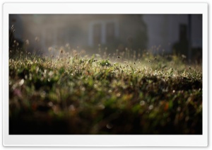 Lawn At Night Ultra HD Wallpaper for 4K UHD Widescreen desktop, tablet & smartphone