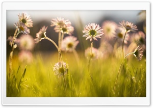 Lawn Daisies, Nature Photography Ultra HD Wallpaper for 4K UHD Widescreen desktop, tablet & smartphone