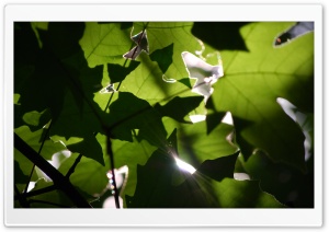 Layered Leaves Ultra HD Wallpaper for 4K UHD Widescreen desktop, tablet & smartphone