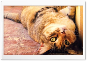 Lazy Cat Ultra HD Wallpaper for 4K UHD Widescreen desktop, tablet & smartphone
