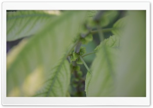 Leaf Ultra HD Wallpaper for 4K UHD Widescreen desktop, tablet & smartphone
