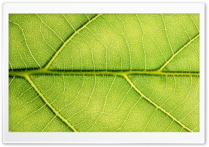 Leaf Anatomy Ultra HD Wallpaper for 4K UHD Widescreen desktop, tablet & smartphone