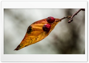 Leaf and Berries Ultra HD Wallpaper for 4K UHD Widescreen desktop, tablet & smartphone