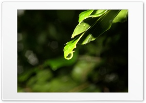 Leaf and Rain Ultra HD Wallpaper for 4K UHD Widescreen desktop, tablet & smartphone