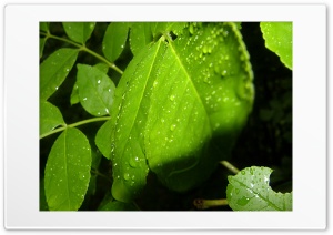 Leaf and Rain Ultra HD Wallpaper for 4K UHD Widescreen desktop, tablet & smartphone