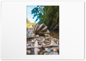 Leaf by the river portrait Ultra HD Wallpaper for 4K UHD Widescreen desktop, tablet & smartphone