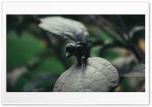 Leaf Dark Close Up 4k Ultra HD Wallpaper for 4K UHD Widescreen desktop, tablet & smartphone