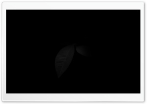 Leaf in Black Ultra HD Wallpaper for 4K UHD Widescreen desktop, tablet & smartphone