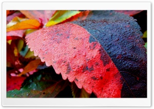 Leaf in rain Ultra HD Wallpaper for 4K UHD Widescreen desktop, tablet & smartphone