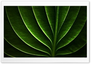 Leaf-Neon Ultra HD Wallpaper for 4K UHD Widescreen desktop, tablet & smartphone