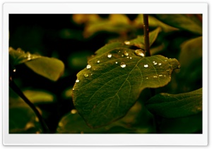 Leaf of Tree Ultra HD Wallpaper for 4K UHD Widescreen desktop, tablet & smartphone