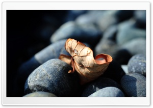 Leaf On Rocks Ultra HD Wallpaper for 4K UHD Widescreen desktop, tablet & smartphone