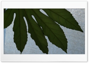 leaf veins Ultra HD Wallpaper for 4K UHD Widescreen desktop, tablet & smartphone
