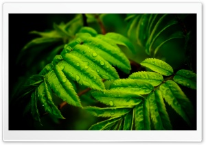 Leafs Ultra HD Wallpaper for 4K UHD Widescreen desktop, tablet & smartphone