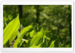 Leafs Ultra HD Wallpaper for 4K UHD Widescreen desktop, tablet & smartphone