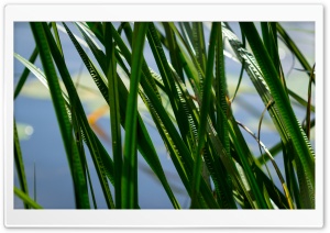 Leafs in the Water Ultra HD Wallpaper for 4K UHD Widescreen desktop, tablet & smartphone