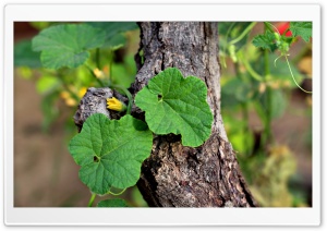Leafs On Tree Ultra HD Wallpaper for 4K UHD Widescreen desktop, tablet & smartphone