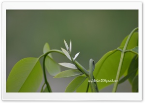 leaves_04 Ultra HD Wallpaper for 4K UHD Widescreen desktop, tablet & smartphone