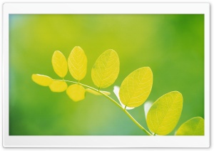 Leaves 11 Ultra HD Wallpaper for 4K UHD Widescreen desktop, tablet & smartphone