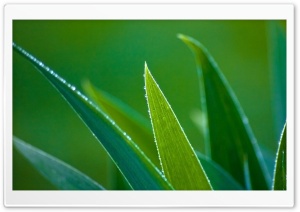 Leaves 13 Ultra HD Wallpaper for 4K UHD Widescreen desktop, tablet & smartphone