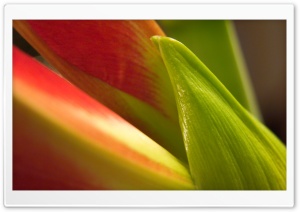 Leaves 3 Ultra HD Wallpaper for 4K UHD Widescreen desktop, tablet & smartphone